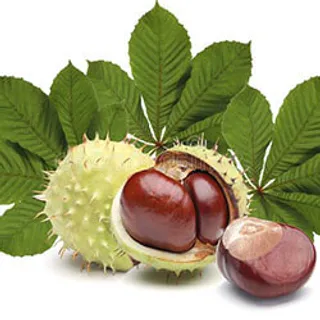 Italienische Rosskastanie